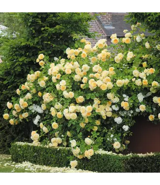 David Austin Rose - Teasing Georgia 3G