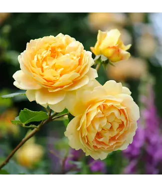 David Austin Rose Golden Celebration 3G