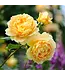 David Austin Rose Golden Celebration 3G