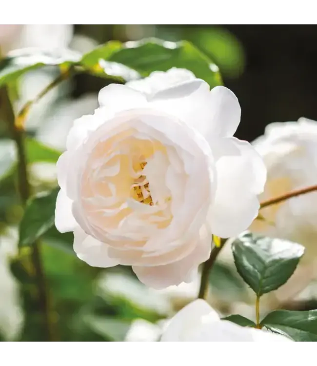 David Austin Rose Desdemona 3G