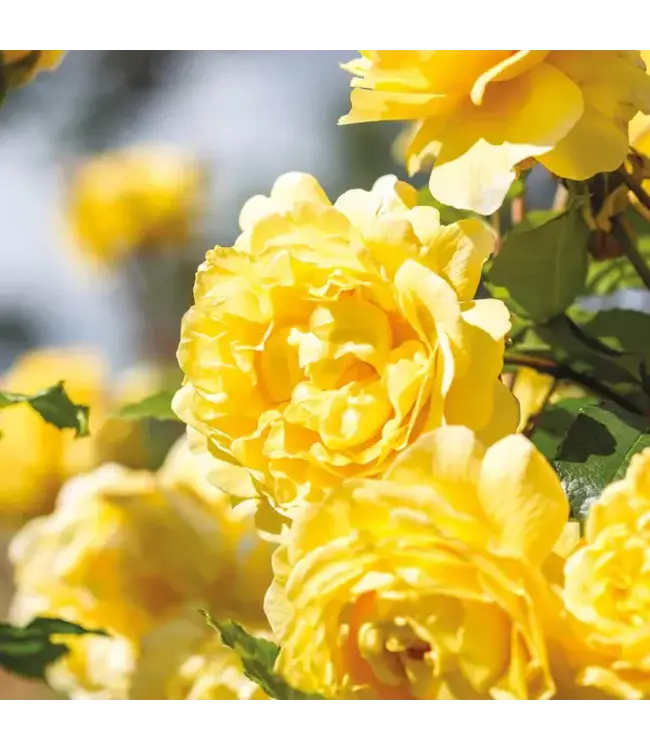 David Austin Rose - The Poet's Wife 3G