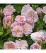 David Austin Rose - Elizabeth 3G