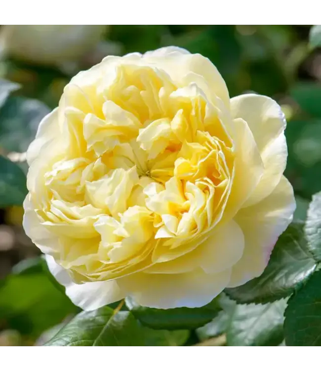 David Austin Rose - Charles Darwin 3G