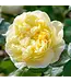 David Austin Rose - Charles Darwin 3G
