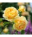 David Austin Rose Golden Celebration 3G