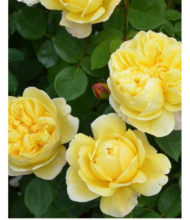 David Austin Rose - Charles Darwin 3G