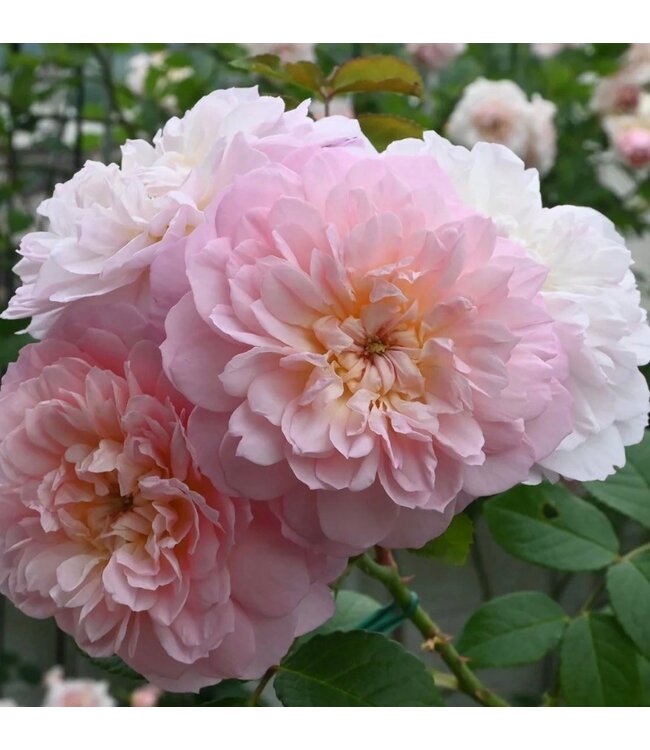 David Austin Rose - Elizabeth 3G