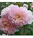 David Austin Rose - Elizabeth 3G