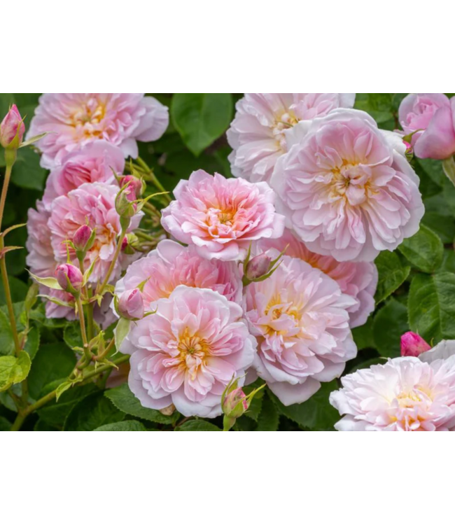 David Austin Rose - Elizabeth 3G