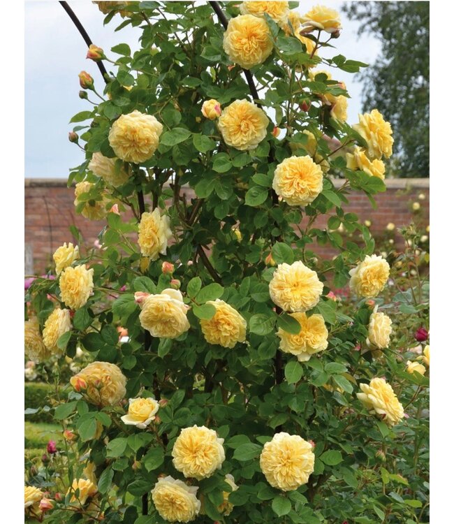 David Austin Rose - Teasing Georgia 3G