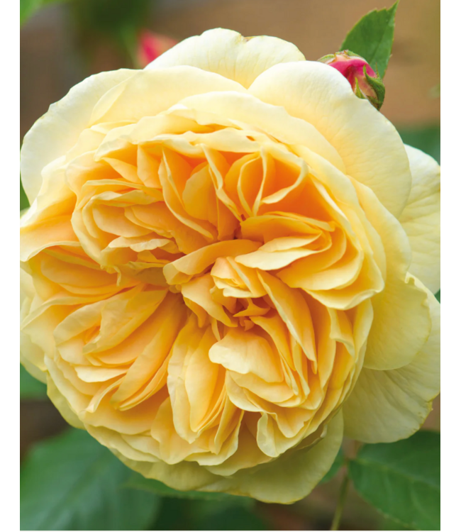 David Austin Rose - Teasing Georgia 3G