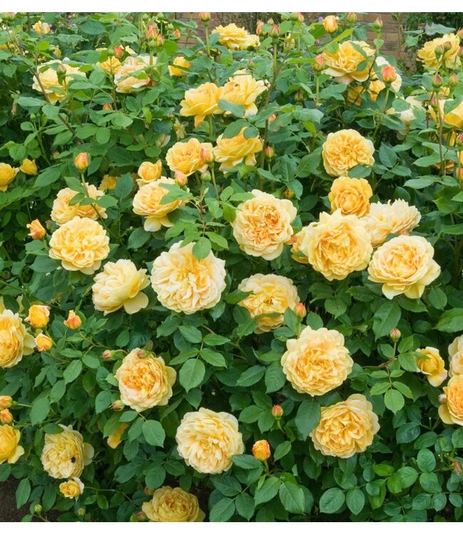 David Austin Rose - The Poet's Wife 3G