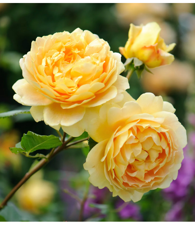 David Austin Rose - The Poet's Wife 3G