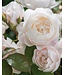 David Austin Rose Desdemona 3G