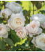 David Austin Rose Desdemona 3G