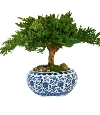Preserved Juniper Bonsai in Japanese Ceramic Pot