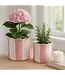 Pink Ceramic Striped Scallop Planters Set of 2