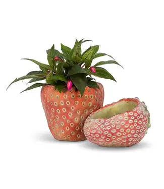 Small Strawberry Planter 5 x 5"