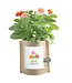 Garden in A Bag Zinnias