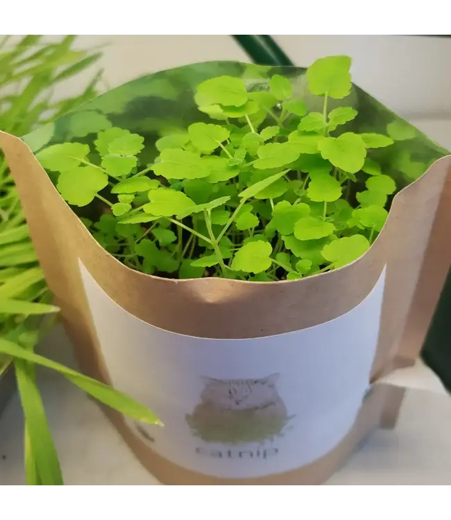 Garden in a Bag Catnip