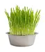 Dog Grass Pet Bowl