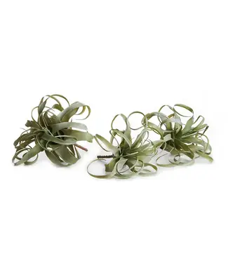 Faux Tillandsia Single