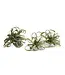 Faux Tillandsia Single