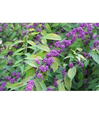 Beauty Berry American – 3 gal.