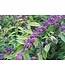 Beauty Berry American – 3 gal.