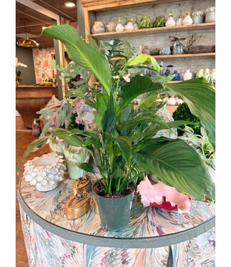 Alocasia-Serendipity 10"