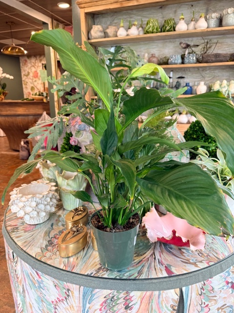 Alocasia-Serendipity 10