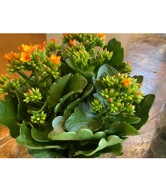 The Plant Shoppe Kalanchoe 6"