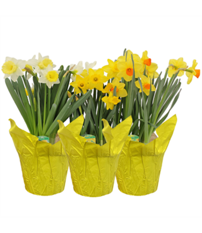 Daffodil Asst 6"