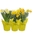 Daffodil Asst 6"