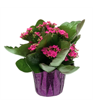 The Plant Shoppe Kalanchoe 4.5"