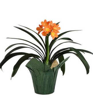Clivia 6"