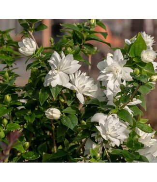 PHILADELPHUS PEARLS OF PERFUME 3G