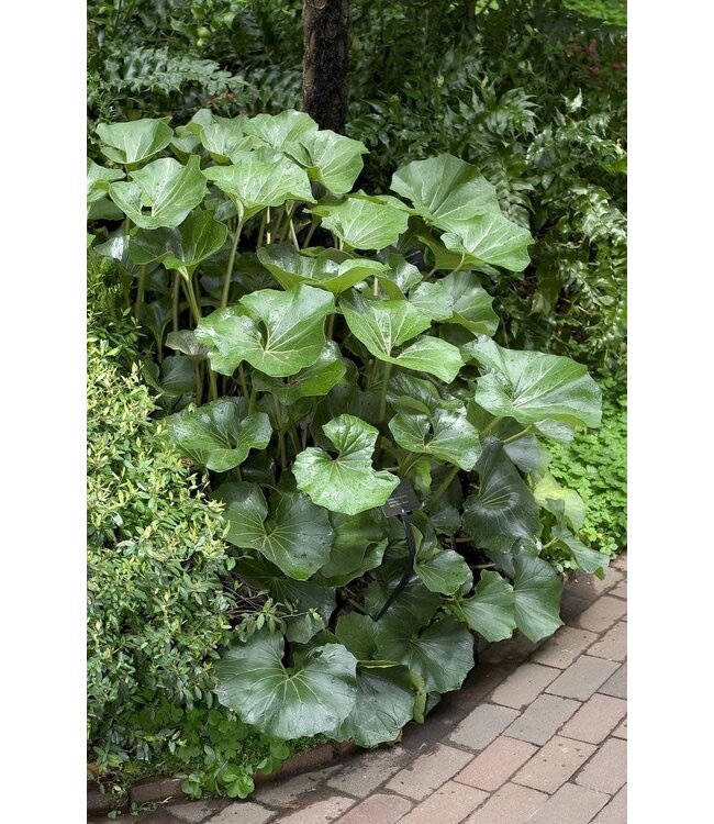 LEOPARD PLANT GIANT # 3 (tractor seat) Gigantea