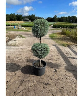 Carolina Sapphire #7 2 Ball