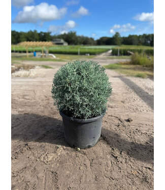 Carolina Sapphire #7 Globe