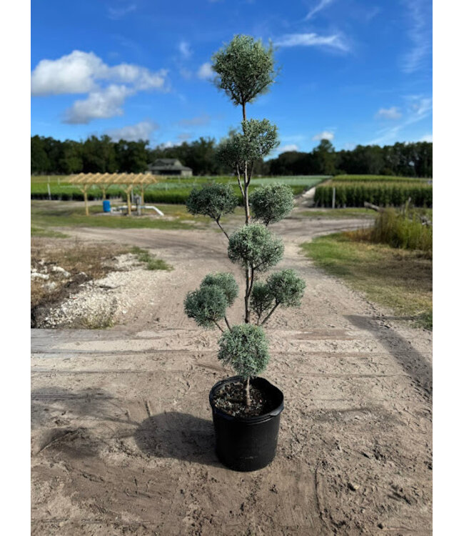 Carolina Sapphire #7 Pom Pom