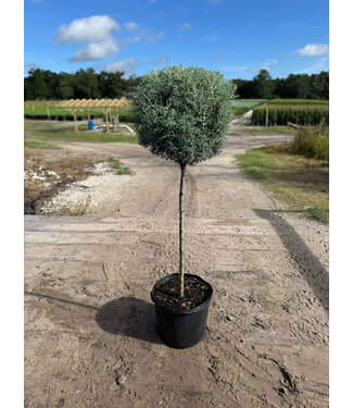 Carolina Sapphire #7 Patio Tree