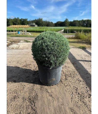 Carolina Sapphire #15 Globe