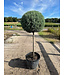 Carolina Sapphire #15 Patio GLOBE Topiary
