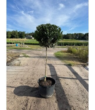 Wax Ligustrum #15 patio globe