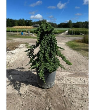 Juniper Pro Nana #10 - Staked