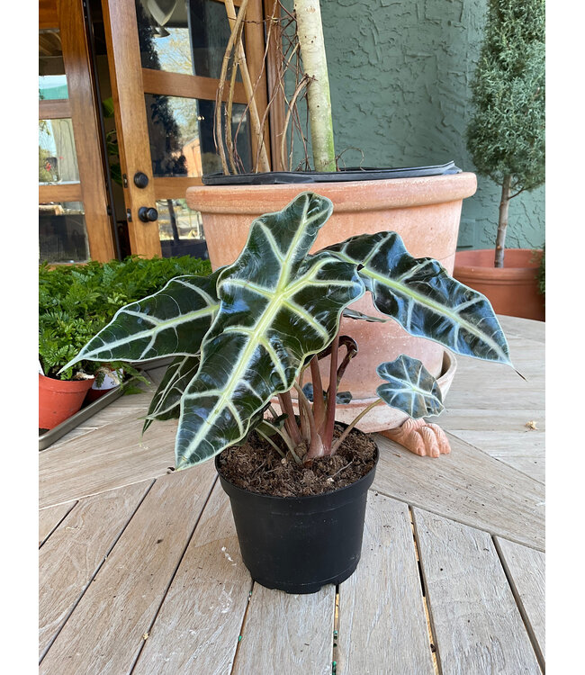 The Plant Shoppe Alocasia - Polly 6"