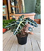 The Plant Shoppe Alocasia - Polly 6"