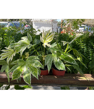 Fatsia-Japonica Variegated 6" Spider's Web
