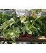 Fatsia-Japonica Variegated 6" Spider's Web